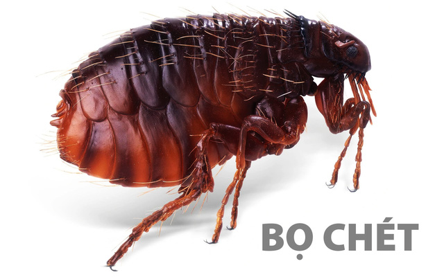 bao-gia-dich-vu-diet-bo-chet-o-hai-phong