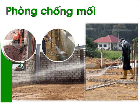 Vì sao nên chống mối công trình trước khi xây?