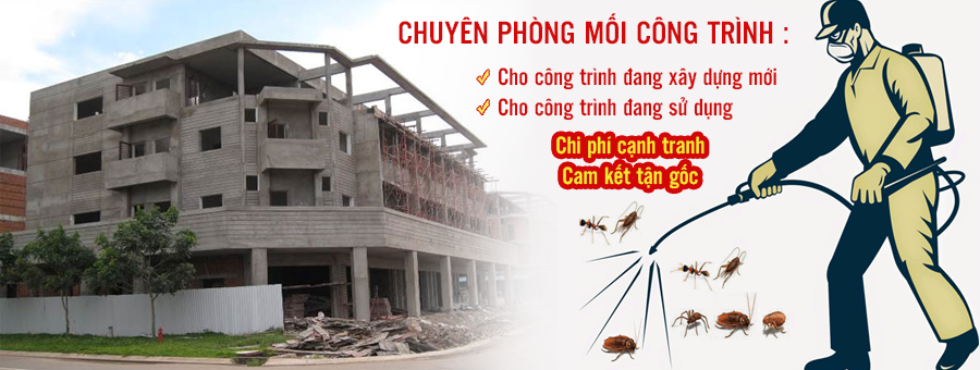 Dịch vụ chống mối công trình tốt nhất Hải Phòng