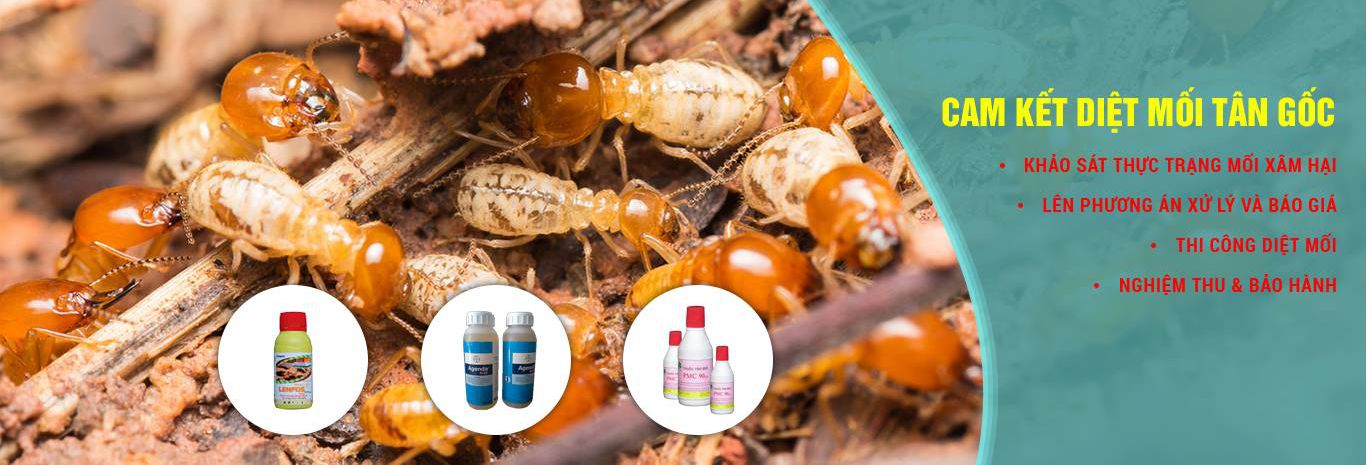 Dịch vụ diệt mối tận gốc, phòng mối công trình Vĩnh Phúc