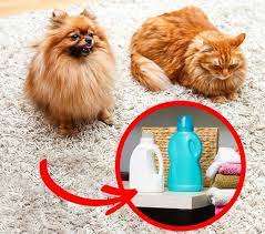 Cách loại bỏ lông chó mèo trên quần áo, chăn ga gối đệm	