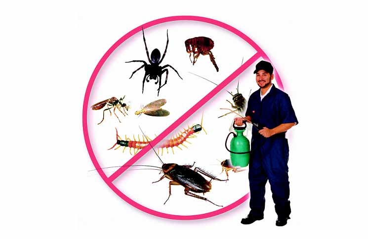 Đơn vị diệt côn trùng tận gốc tại Hải Phòng